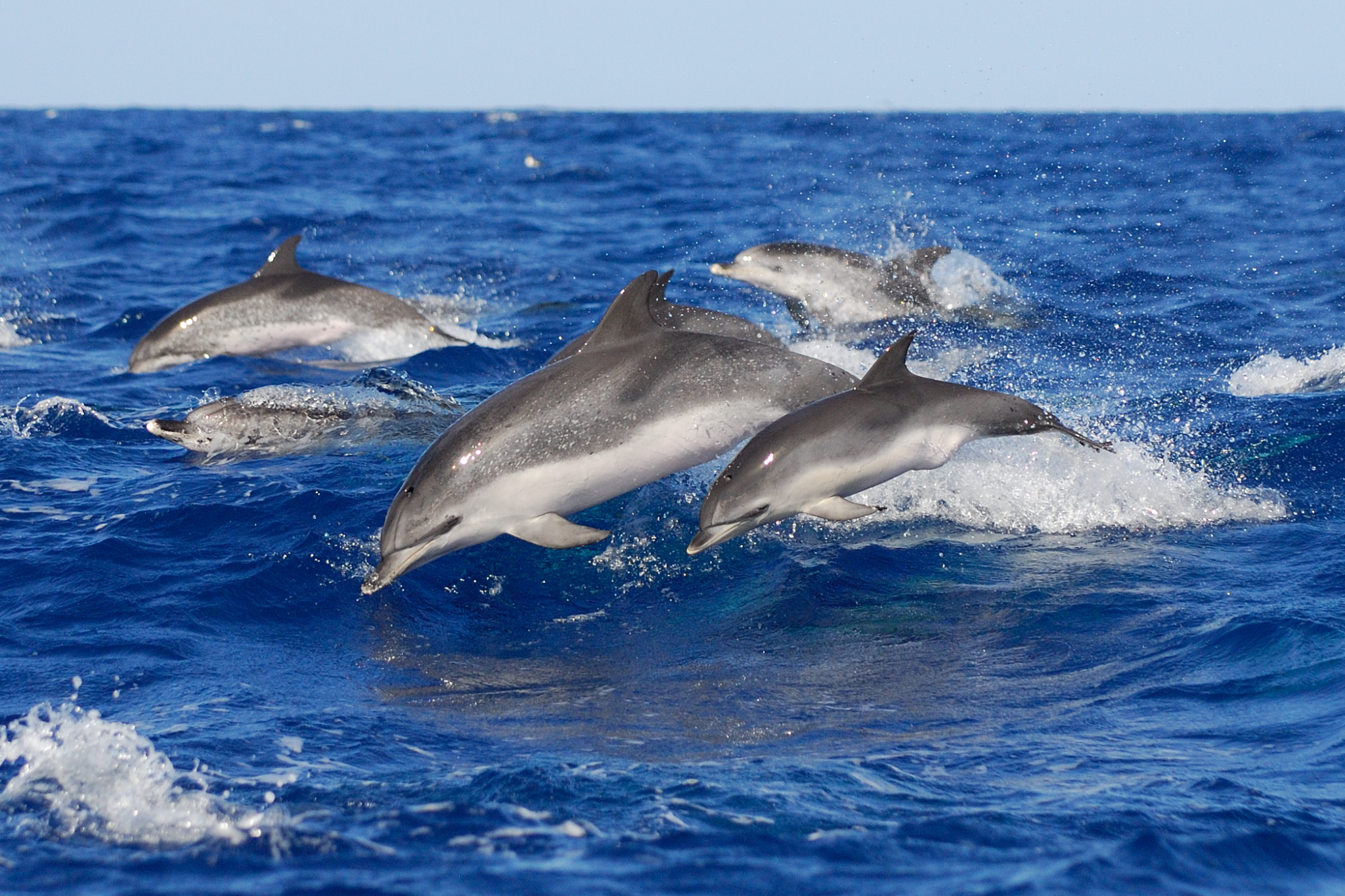 Welt der Delfine